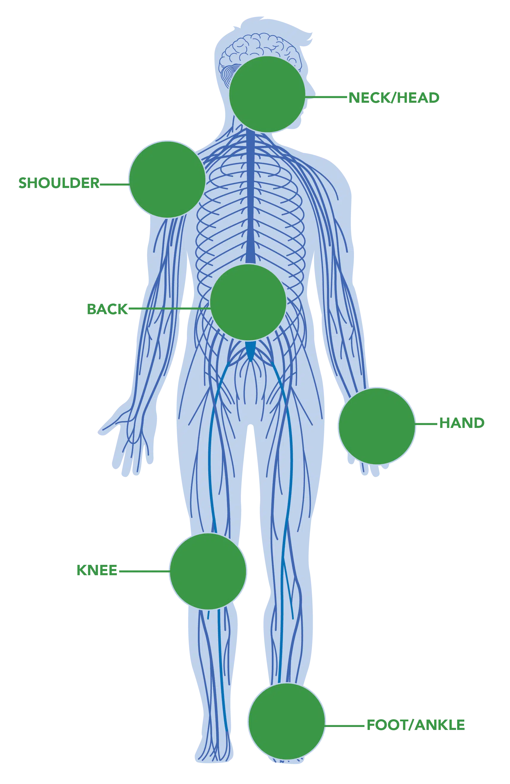 iSpine Clinics illustration human nervous system